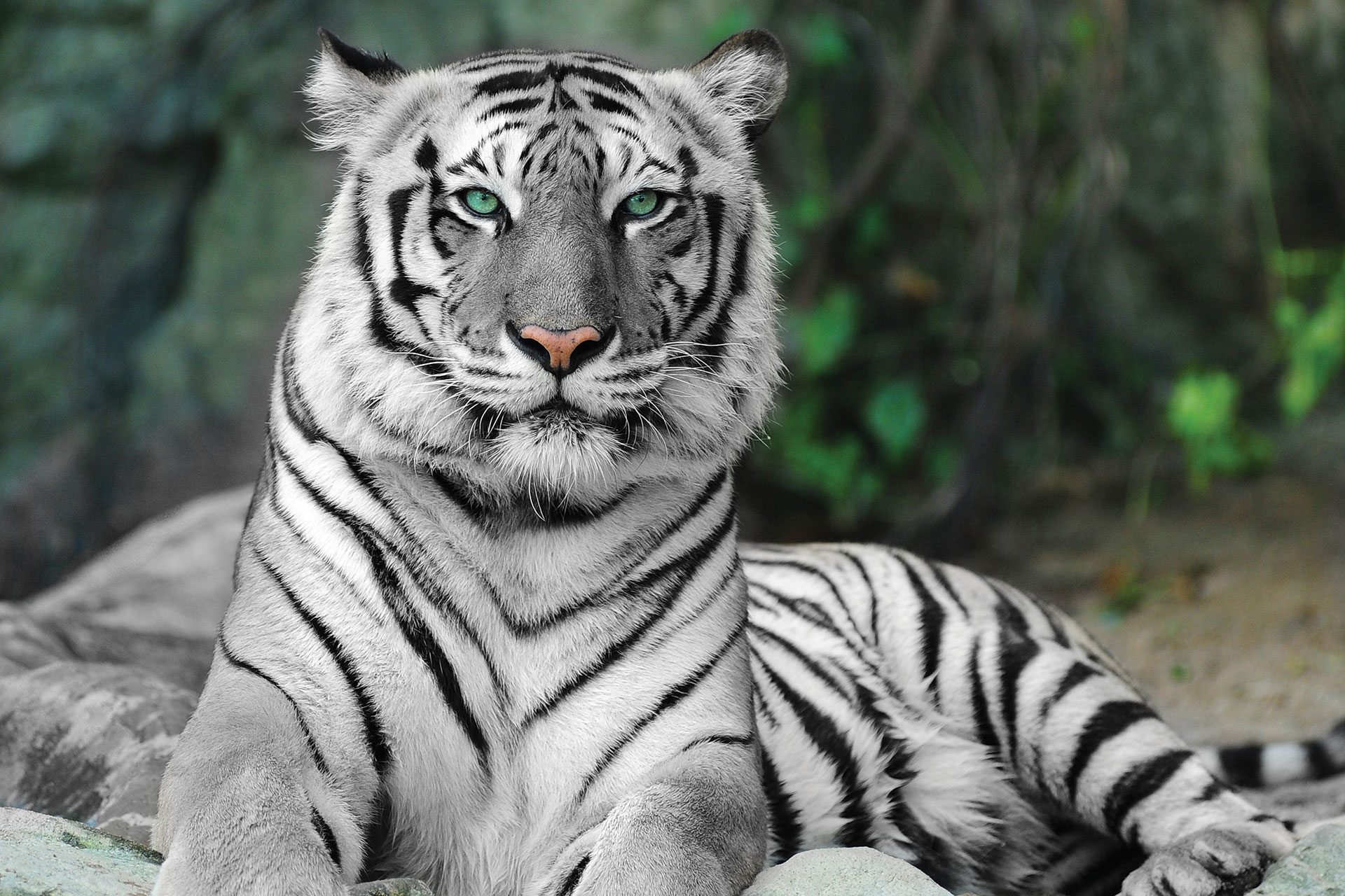 neutrale Bemiddelaar Billy Witte tijger | Kom alles te weten | ZooParc Overloon