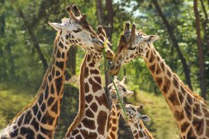 Verrassend Zooparc Overloon in 2017 in actie voor de giraffen - ZooParc Overloon JD-06